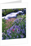 Wildflowers Blooming Along Rushing Creek by Anonymous