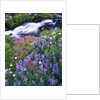 Wildflowers Blooming Along Rushing Creek by Anonymous