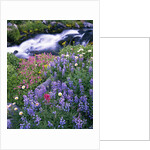 Wildflowers Blooming Along Rushing Creek by Anonymous