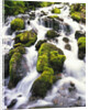 Mossy Rocks in Rushing Stream by Anonymous