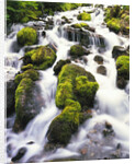 Mossy Rocks in Rushing Stream by Anonymous
