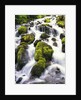 Mossy Rocks in Rushing Stream by Anonymous
