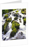 Mossy Rocks in Rushing Stream by Anonymous