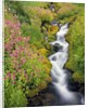 Wildflowers Blooming Along Rushing Creek by Anonymous