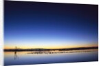 Sunset over Snow Geese on Water by Anonymous