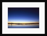 Sunset over Snow Geese on Water by Anonymous