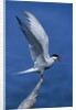 Perching Arctic Tern Spreading Wings in Manitoba by Anonymous