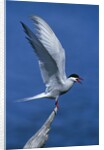 Perching Arctic Tern Spreading Wings in Manitoba by Anonymous