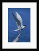 Perching Arctic Tern Spreading Wings in Manitoba by Anonymous