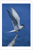 Perching Arctic Tern Spreading Wings in Manitoba by Anonymous