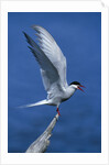 Perching Arctic Tern Spreading Wings in Manitoba by Anonymous