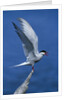 Perching Arctic Tern Spreading Wings in Manitoba by Anonymous