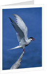 Perching Arctic Tern Spreading Wings in Manitoba by Anonymous