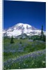 Mount Rainier and Wildflower Meadow by Anonymous