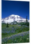 Mount Rainier and Wildflower Meadow by Anonymous