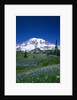 Mount Rainier and Wildflower Meadow by Anonymous