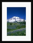 Mount Rainier and Wildflower Meadow by Anonymous