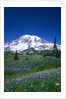 Mount Rainier and Wildflower Meadow by Anonymous