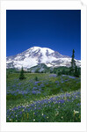 Mount Rainier and Wildflower Meadow by Anonymous