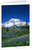Mount Rainier and Wildflower Meadow by Anonymous