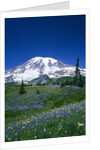 Mount Rainier and Wildflower Meadow by Anonymous