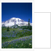 Mount Rainier and Wildflower Meadow by Anonymous
