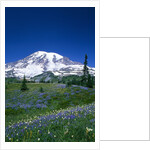 Mount Rainier and Wildflower Meadow by Anonymous