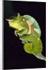 Chameleon Perched on Branch by Anonymous