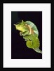 Chameleon Perched on Branch by Anonymous