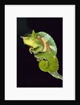 Chameleon Perched on Branch by Anonymous