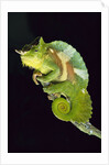Chameleon Perched on Branch by Anonymous
