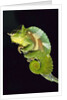 Chameleon Perched on Branch by Anonymous