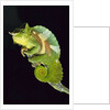 Chameleon Perched on Branch by Anonymous