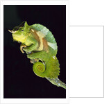Chameleon Perched on Branch by Anonymous