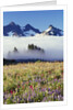 Flower Field Before Foggy Mountains by Anonymous
