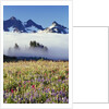 Flower Field Before Foggy Mountains by Anonymous