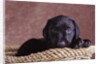 Black Lab Puppy in Basket by Anonymous