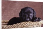 Black Lab Puppy in Basket by Anonymous