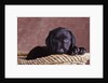Black Lab Puppy in Basket by Anonymous