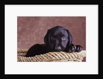 Black Lab Puppy in Basket by Anonymous