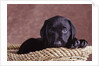 Black Lab Puppy in Basket by Anonymous