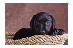 Black Lab Puppy in Basket by Anonymous