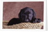 Black Lab Puppy in Basket by Anonymous