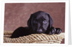Black Lab Puppy in Basket by Anonymous