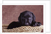Black Lab Puppy in Basket by Anonymous