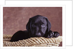 Black Lab Puppy in Basket by Anonymous