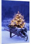 Lighted Christmas Tree in Wheelbarrow by Anonymous