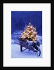 Lighted Christmas Tree in Wheelbarrow by Anonymous