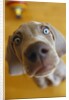 Weimaraner Puppy Staring by Anonymous