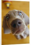 Weimaraner Puppy Staring by Anonymous